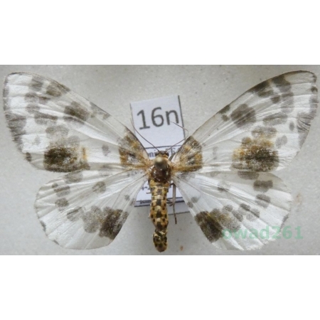 Abraxas sylvata (Scopoli, 1763) Plamiec leśniak Poland16n